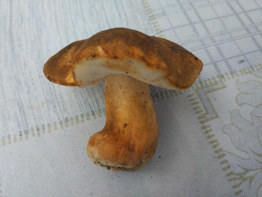 Гиропорус песчаный съедобный?