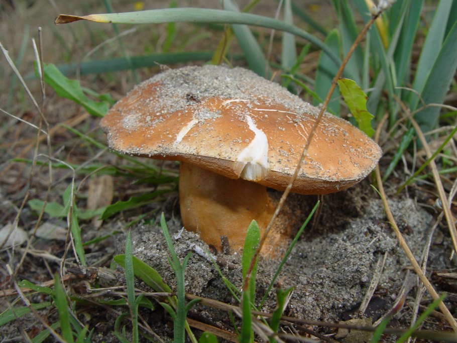 Gyroporus ammophilus