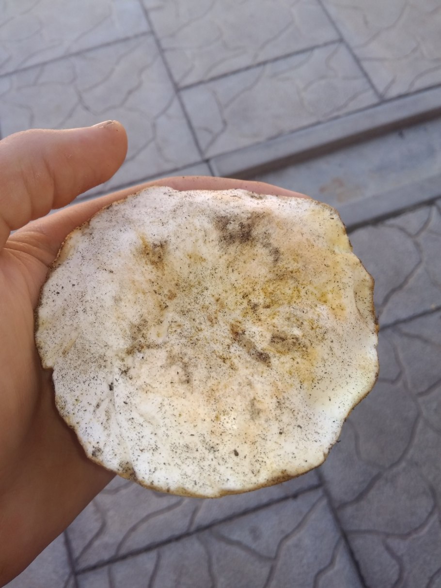 Gyroporus ammophilus