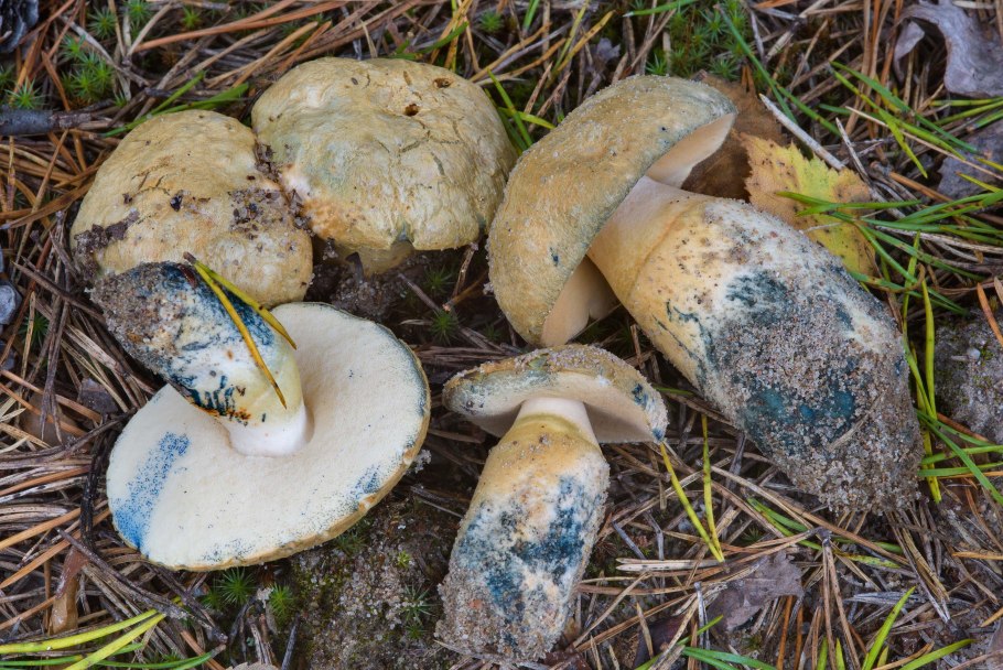 Гиропорус синеющий gyroporus cyanescens