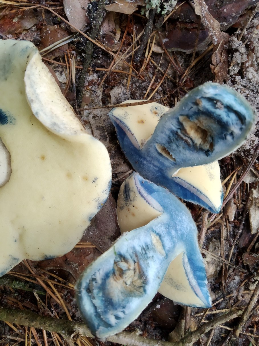 Гиропорус синеющий gyroporus cyanescens