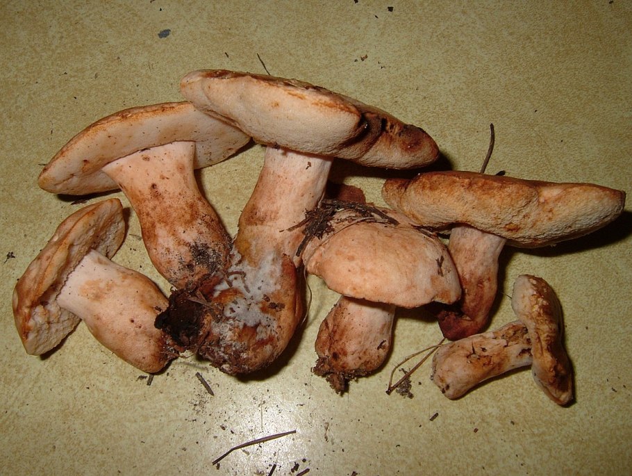 Lactarius salmonicolor