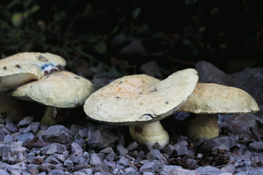 Гиропор каштановый