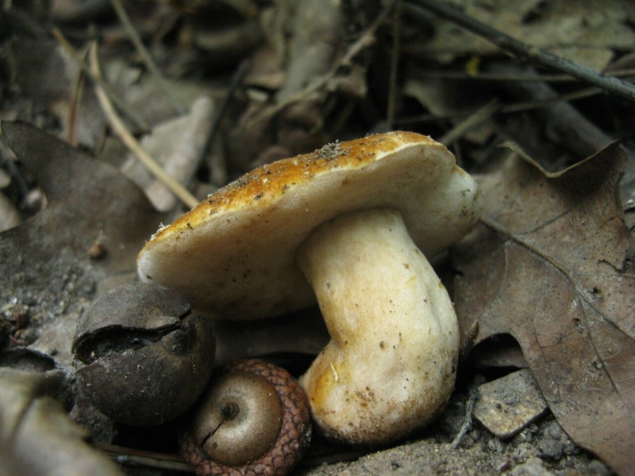 Накип каштанов фото