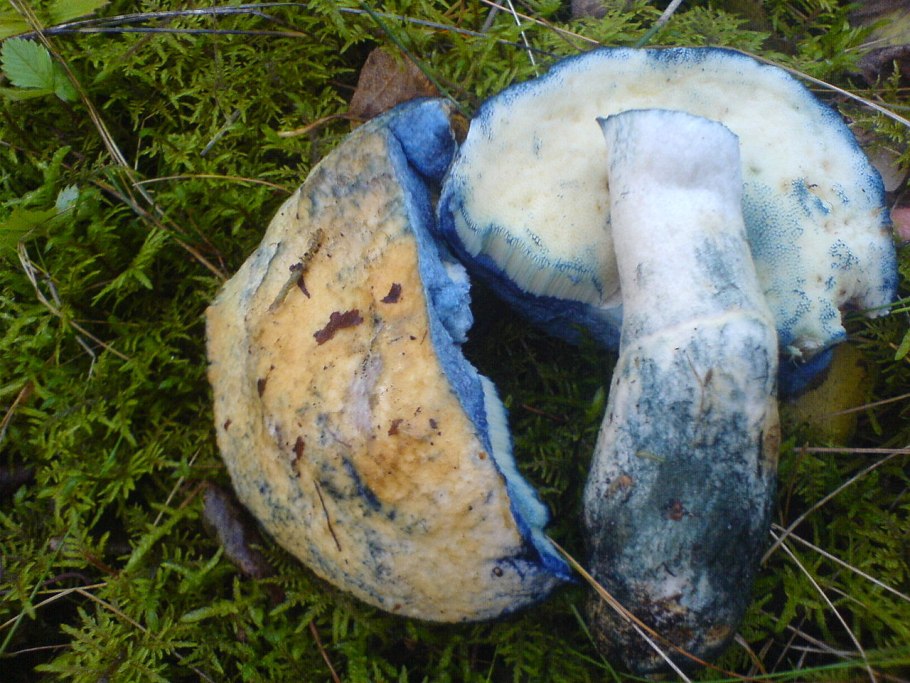 Шляпка Gyroporus castaneus