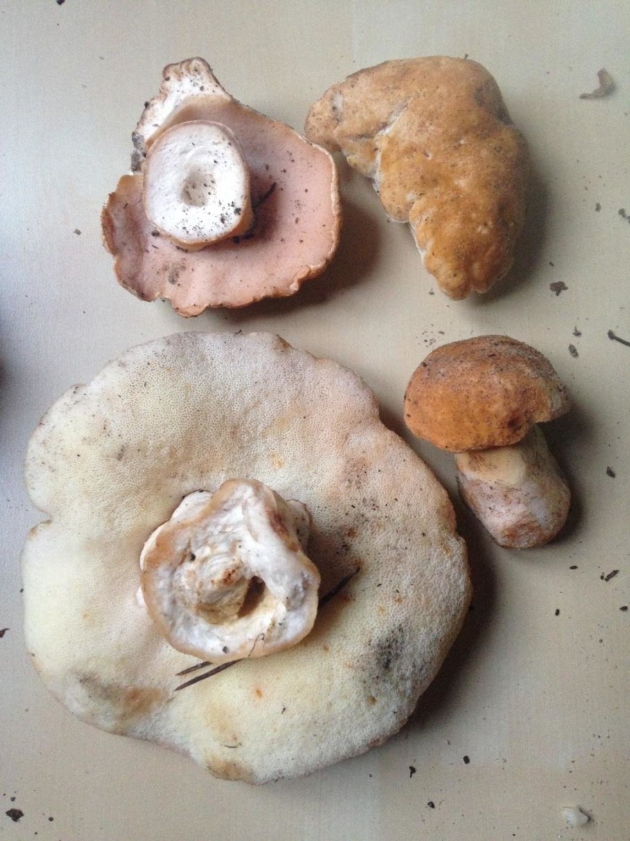 Gyroporus ammophilus