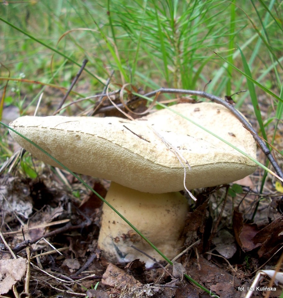Gyroporus umbrinosquamosus