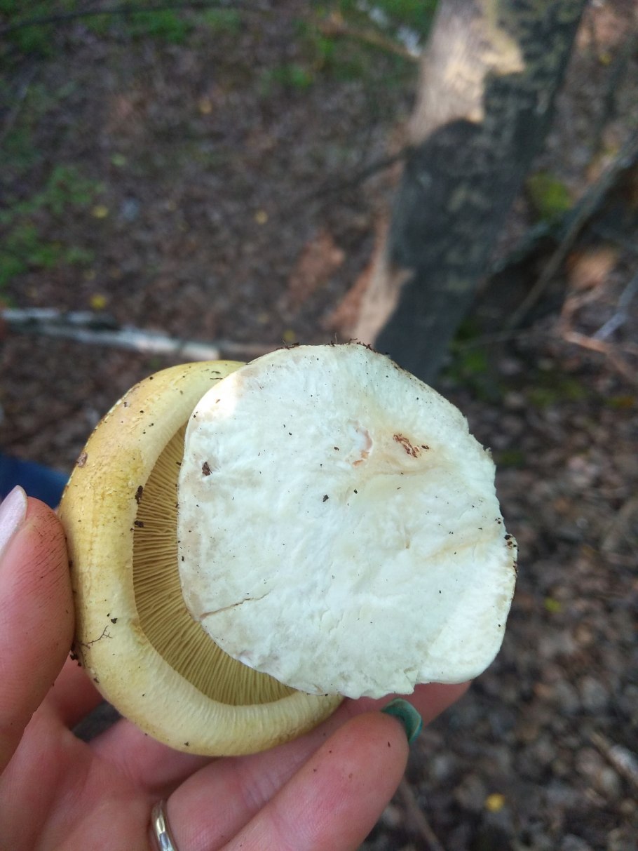 Гриб синяк Гиропорус съедобный