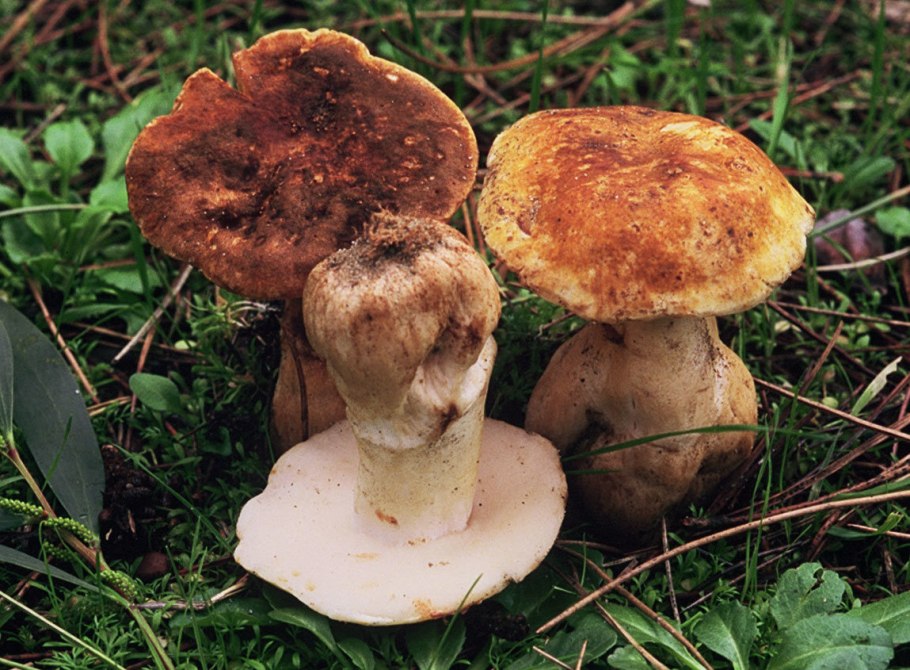 Gyroporus castaneus