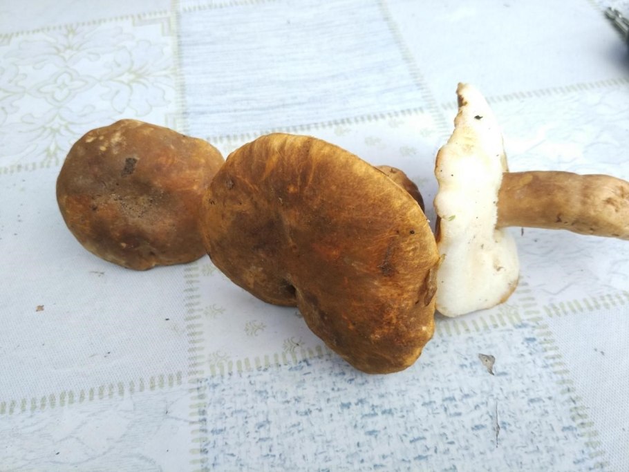 Гриб Гиропорус