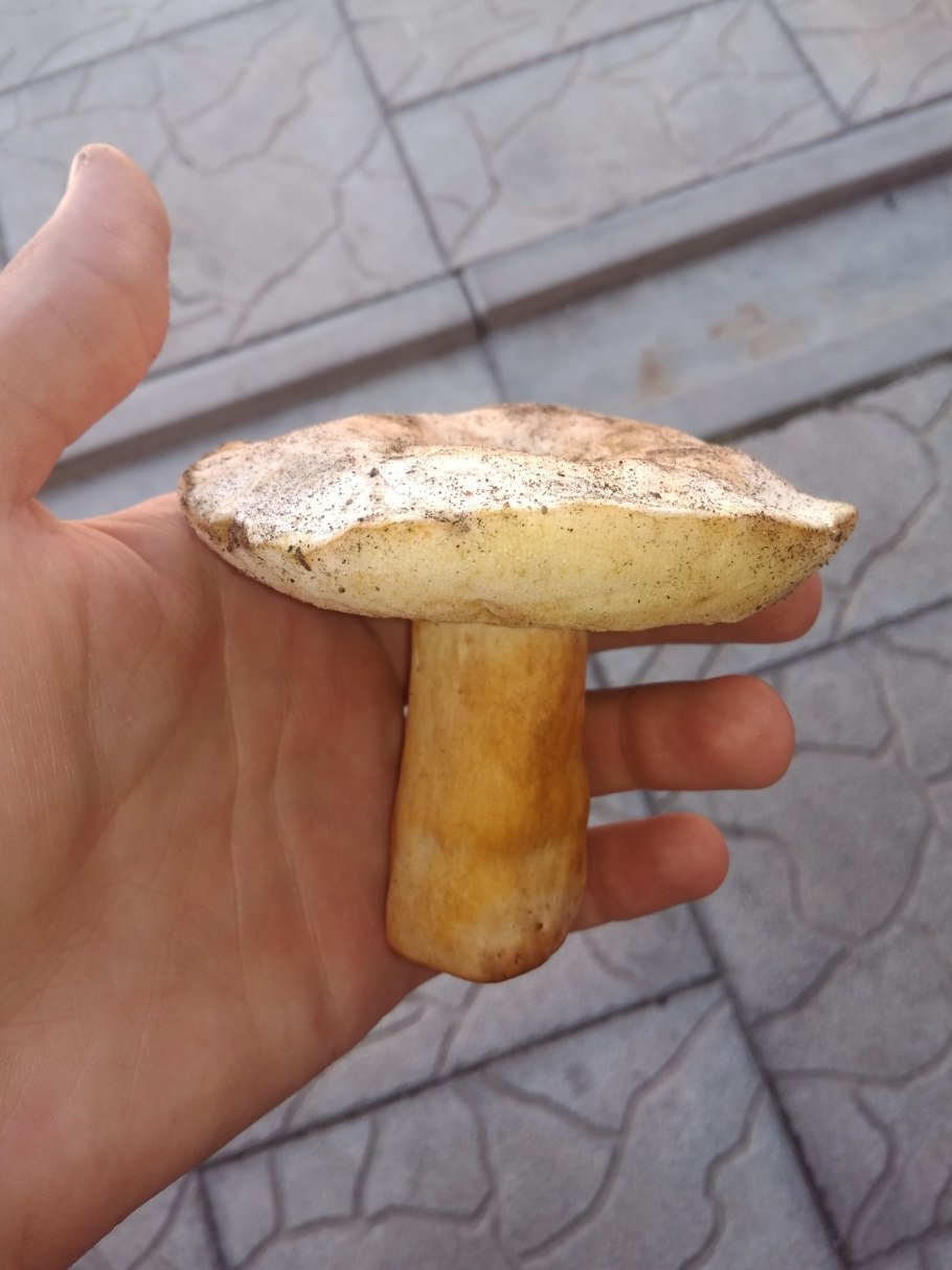 Gyroporus ammophilus