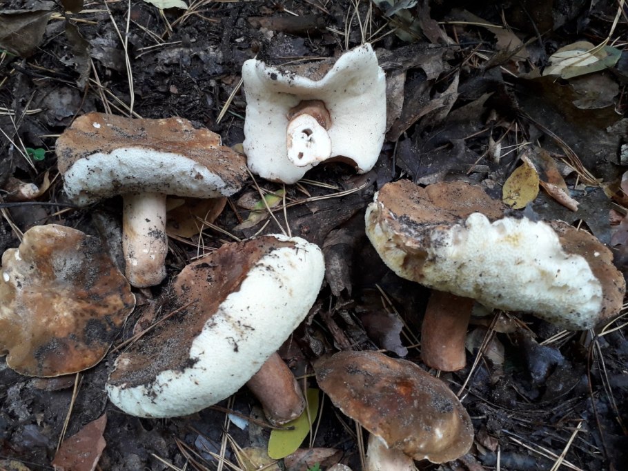 Гименофор Gyroporus castaneus