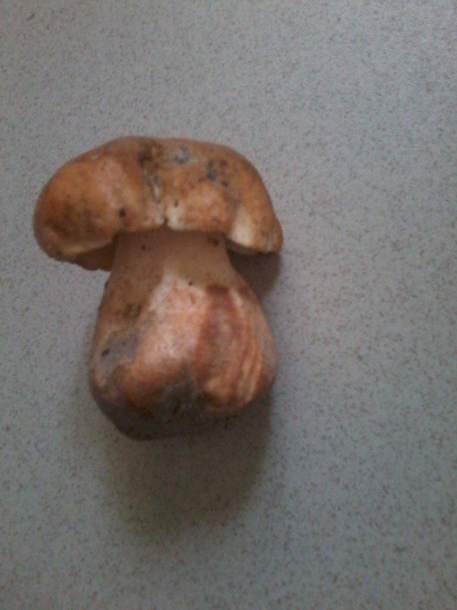 Гриб Гиропорус песчаный