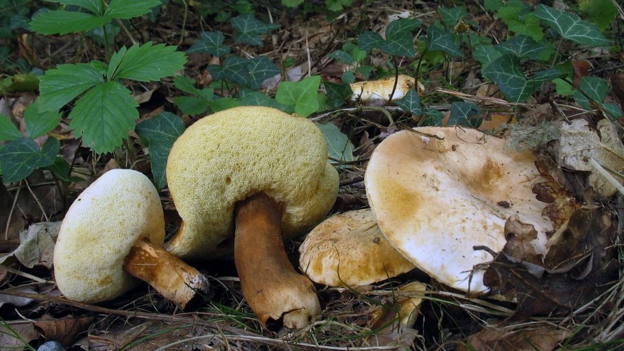 Песочный гриб