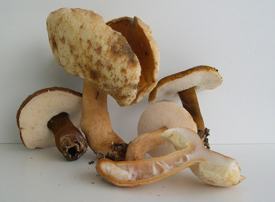 Гиропорус каштановый Gyroporus castaneus