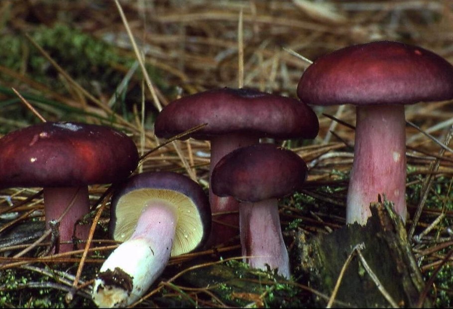Сыроежка остроедкая Russula Sardonia