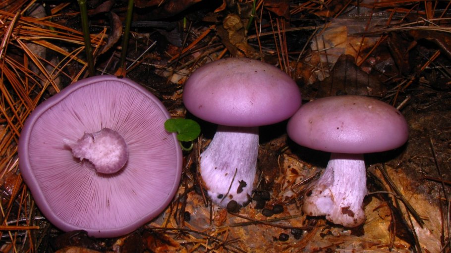 Паутинник багряный Cortinarius PURPURASCENS