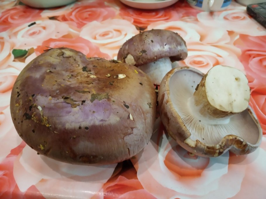 Рядовка с фиолетовой шляпкой и толстой ножкой