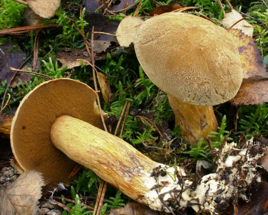 Моховик коричневый Xerocomus ferrugineus