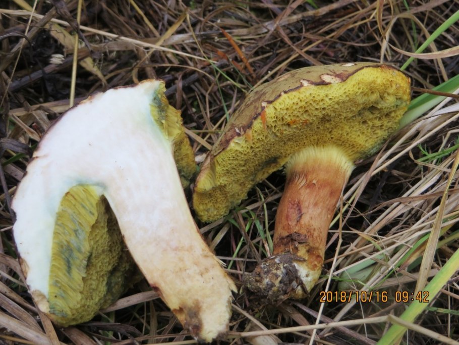 Подзаячник гриб ложный