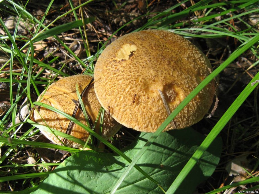 Моховик синеет