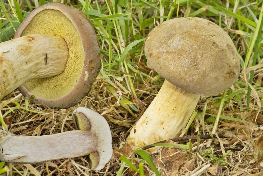 Моховик пестрый трещиноватый