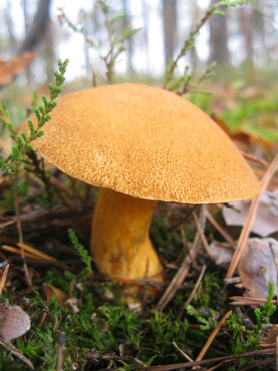 Маслята и моховики