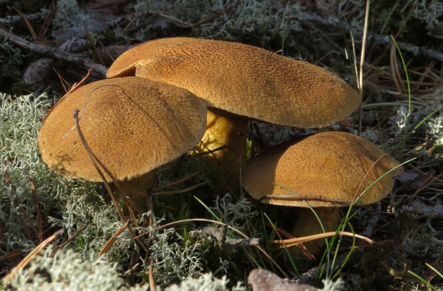 Моховик желто-бурый (Suillus variegatus)