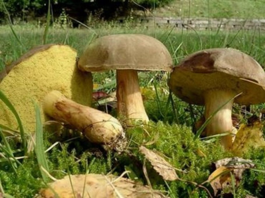 Моховик и польский гриб отличия