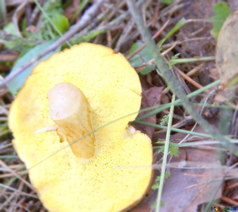 Масленок Кедровый