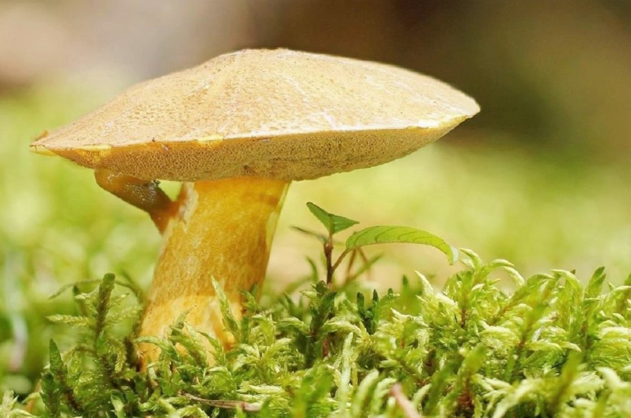 Моховик гриб