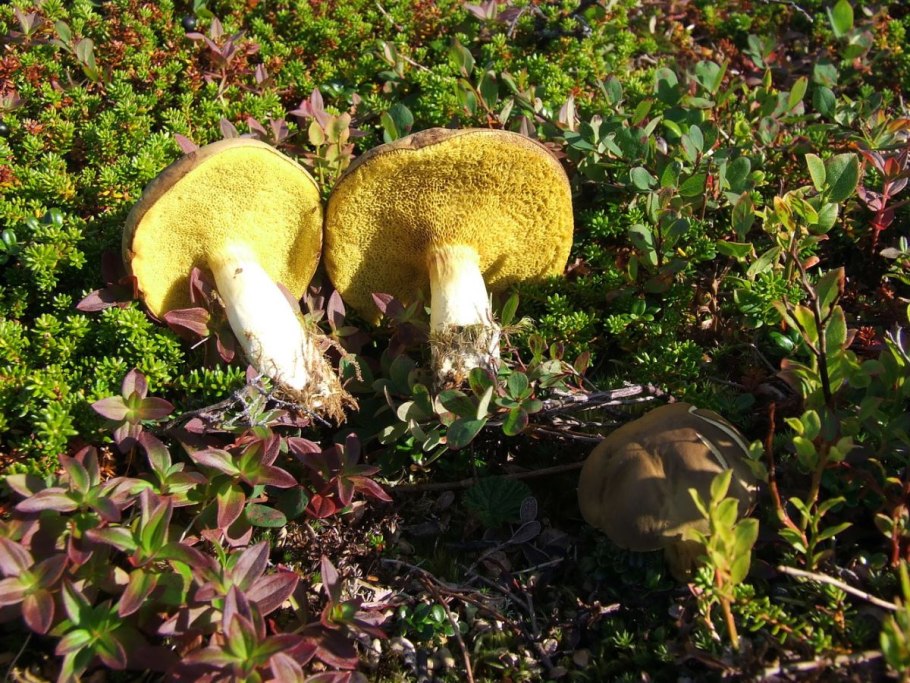 Cyanoboletus pulverulentus