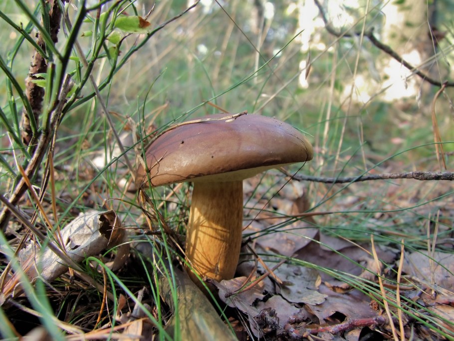 Xerocomus badius гриб