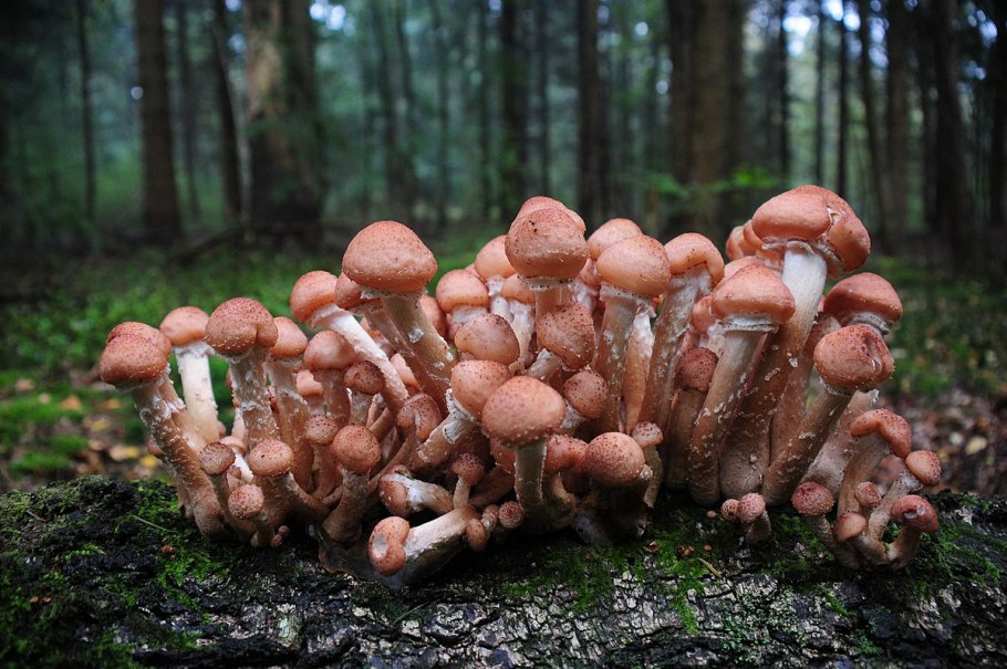 Грибница опенка темного Armillaria ostoyae