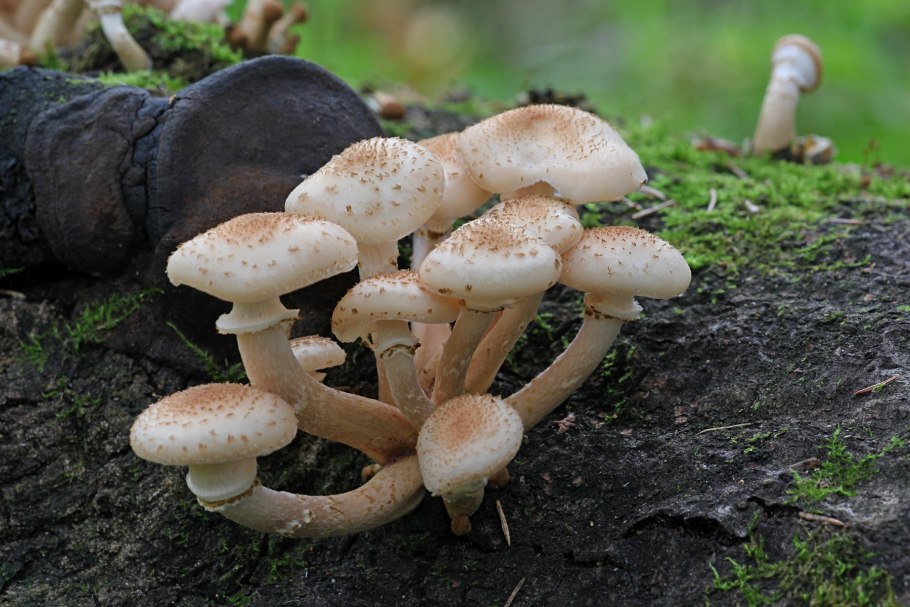 Опёнок осенний (Armillaria mellea)