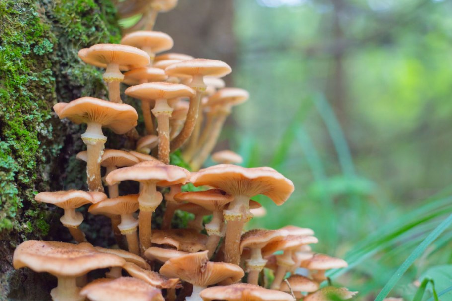 Опенок ссыхающийся Armillaria tabescens