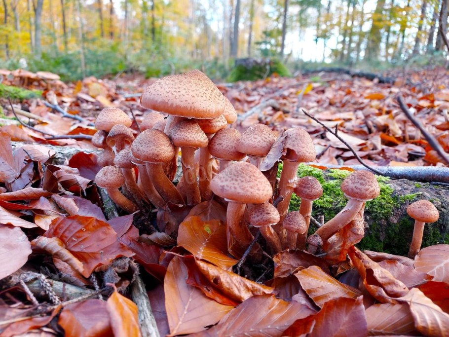 Опенок осенний (Armillariella mellea)