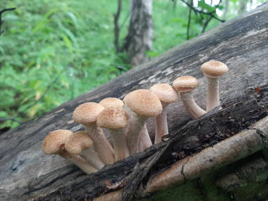 1. Armillaria mellea – опенок осенний