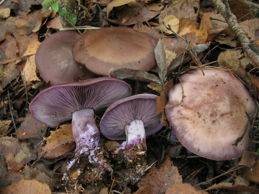 Tricholomopsis rutilans