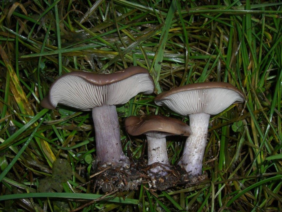 Tricholomopsis rutilans