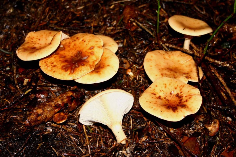 Говорушка буро-желтая Clitocybe Gilva
