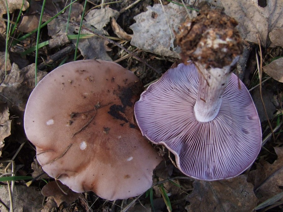 Рядовку землисто-серую (Tricholoma terreum)