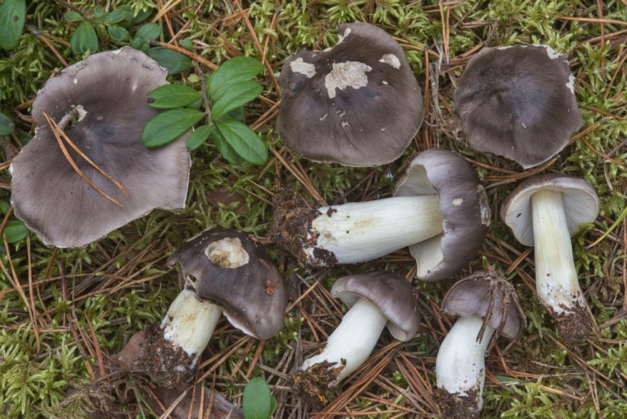 Рядовка мыльная Tricholoma saponaceum