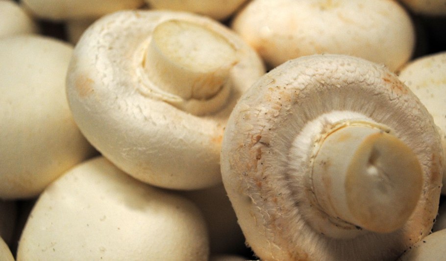 Мельниченко грибная компания