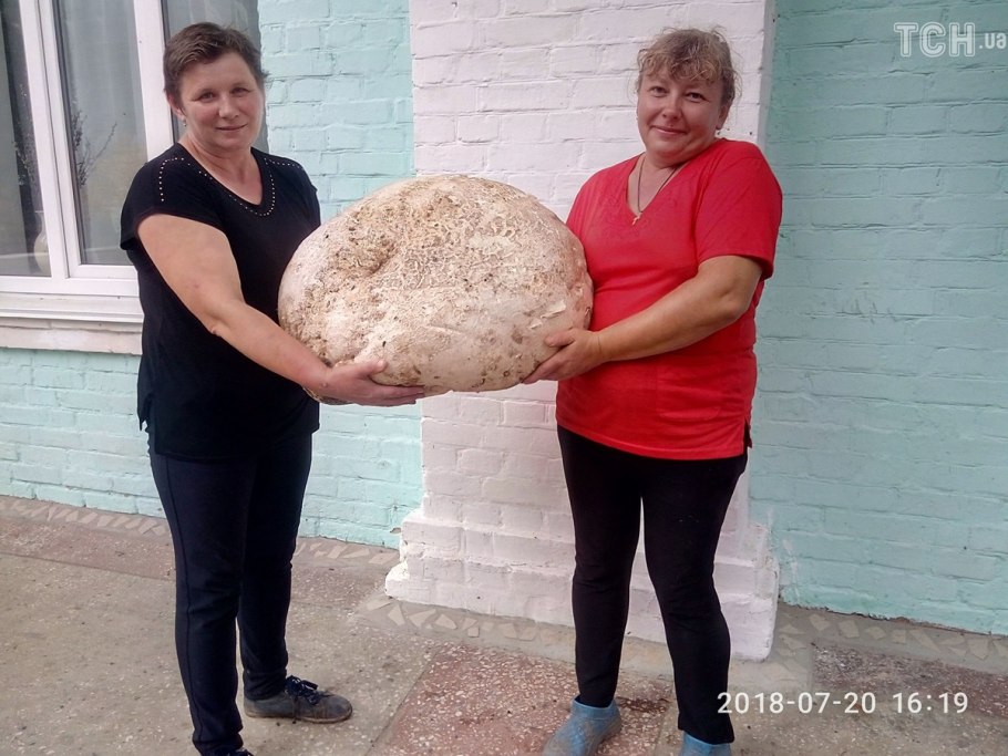 Самый большой гриб дождевик