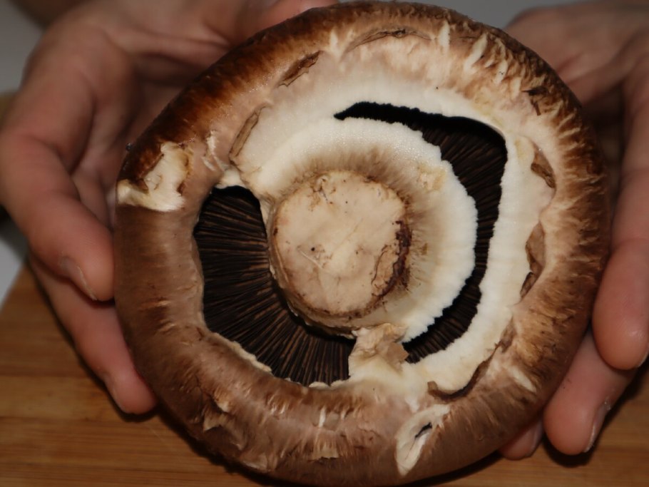 Шампиньон двуспоровый гименофор