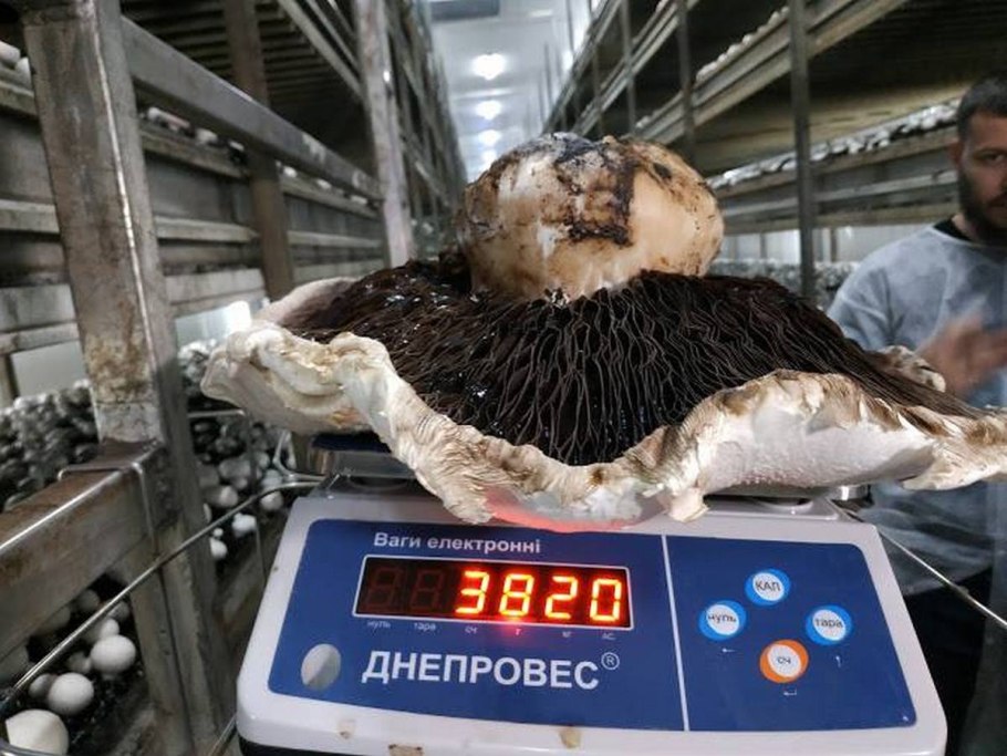 Грибы рекордсмены на весах