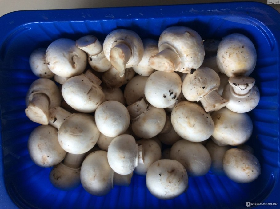 Туркменистан шампиньоны растут