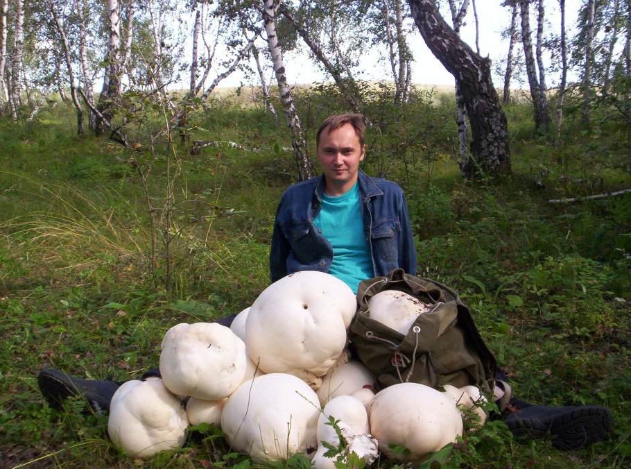 Гриб дождевик ГОЛОВАЧ