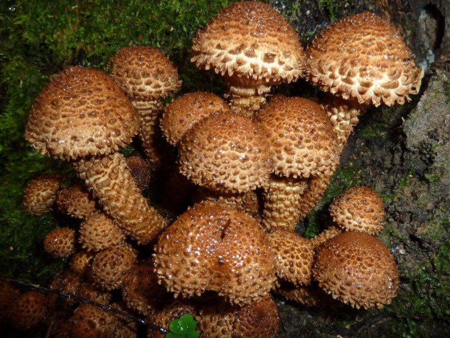 Опята Лесные